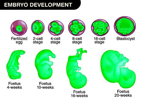surrogatmor process